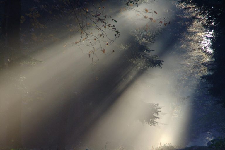 Sunlight filtering through forest creating a mystical ambiance with mist and shadows.